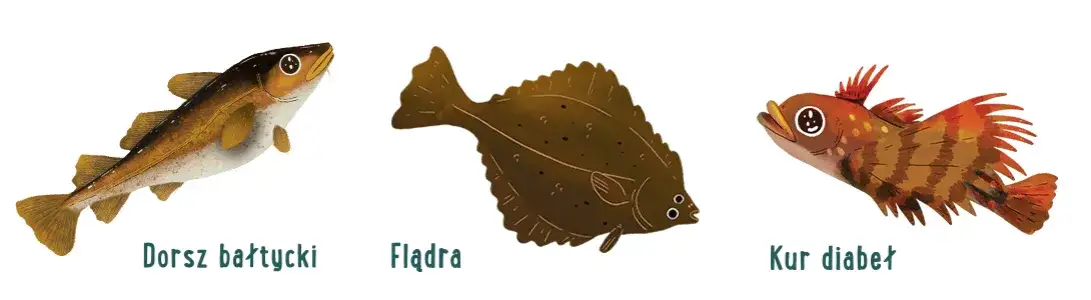 r&oacute;żne gatunki wędzonych ryb bałtyckich