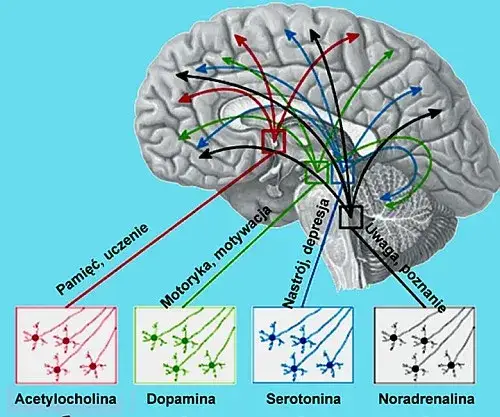mózg neuroprzekaźniki połączenia neuronowe