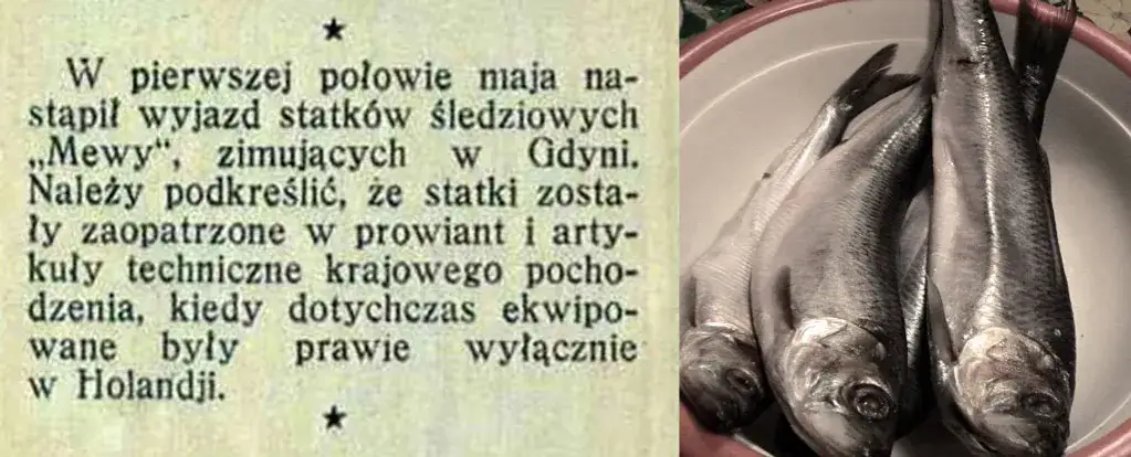 Zdjęcie Kiedy łowić śledzie w Bałtyku? Odkryj najlepsze czasy i miejsca