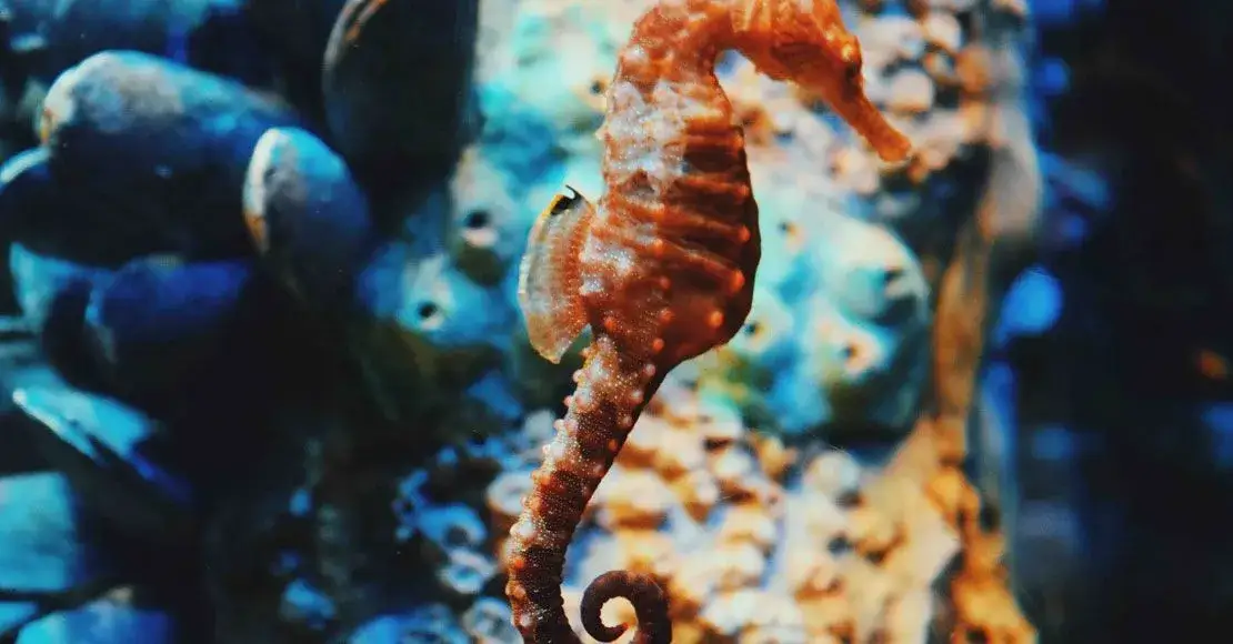 Zdjęcie Najlepsze zwierzęta do akwarium: porady eksperta dla początkujących