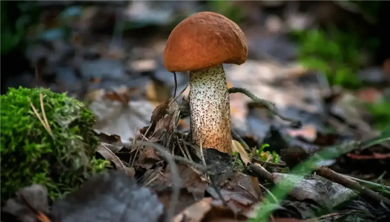 Zdjęcie Kiedy jest sezon na grzyby? Sprawdź najlepsze miesiące na zbieranie