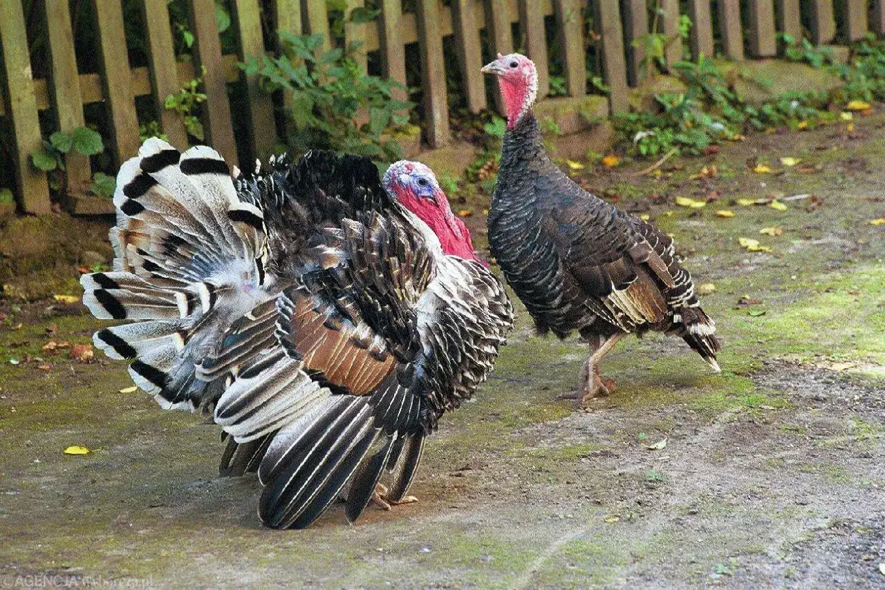 Zdjęcie Czy królik to drób? Zaskakujące fakty o klasyfikacji mięsa