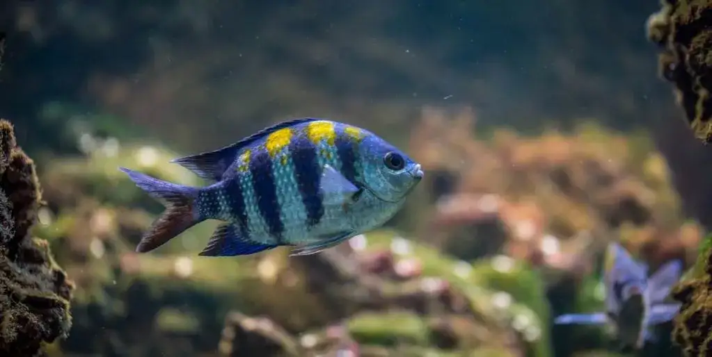 Zdjęcie Jak obliczyć litry w akwarium i uniknąć błędów w pomiarach