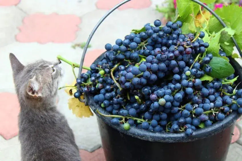 Zdjęcie Czy koty mogą jeść winogrona? Niebezpieczeństwo dla zdrowia!