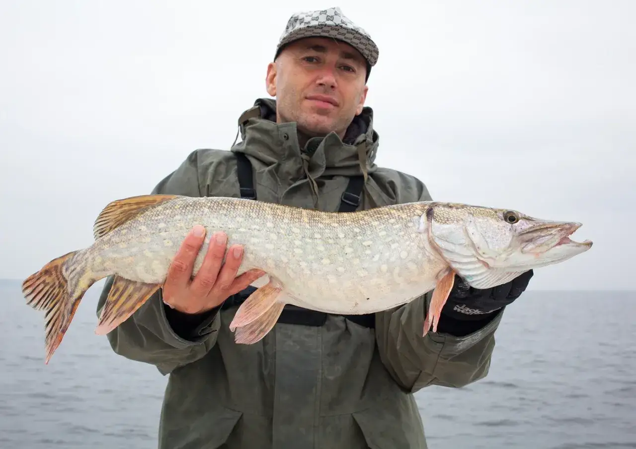 Zdjęcie Kiedy sezon na szczupaka? Sprawdź daty i ważne przepisy w Polsce