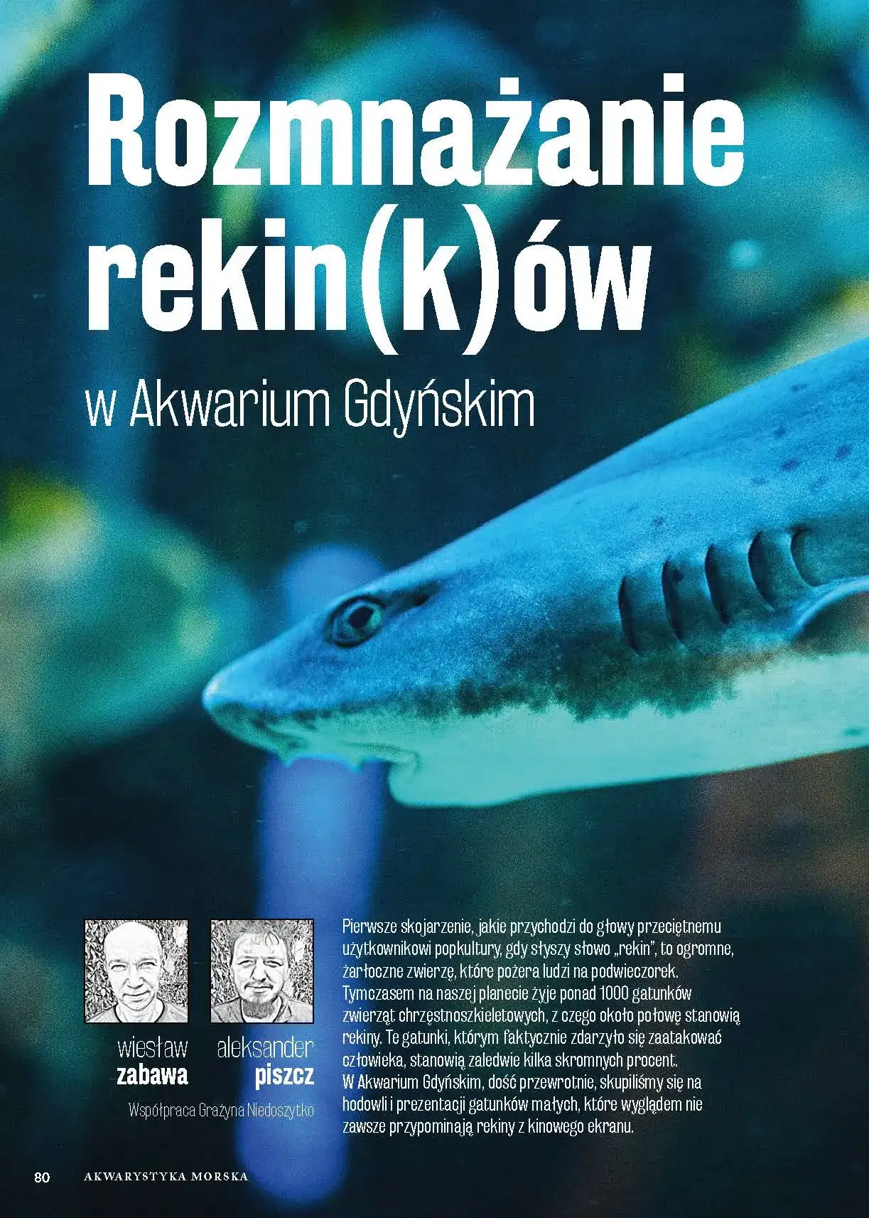 Zdjęcie Jak rozmnażają się rekiny? Odkryj fascynujące metody i gatunki