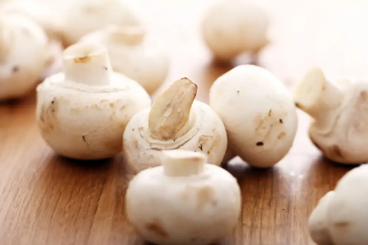 Zdjęcie Czy koty mogą jeść pieczarki? Dowiedz się, dlaczego to niebezpieczne