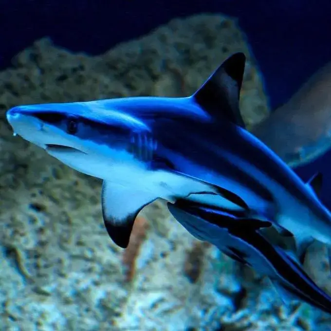 Zdjęcie Oceanarium w Niechorzu - Ciekawe atrakcje i opinie odwiedzających