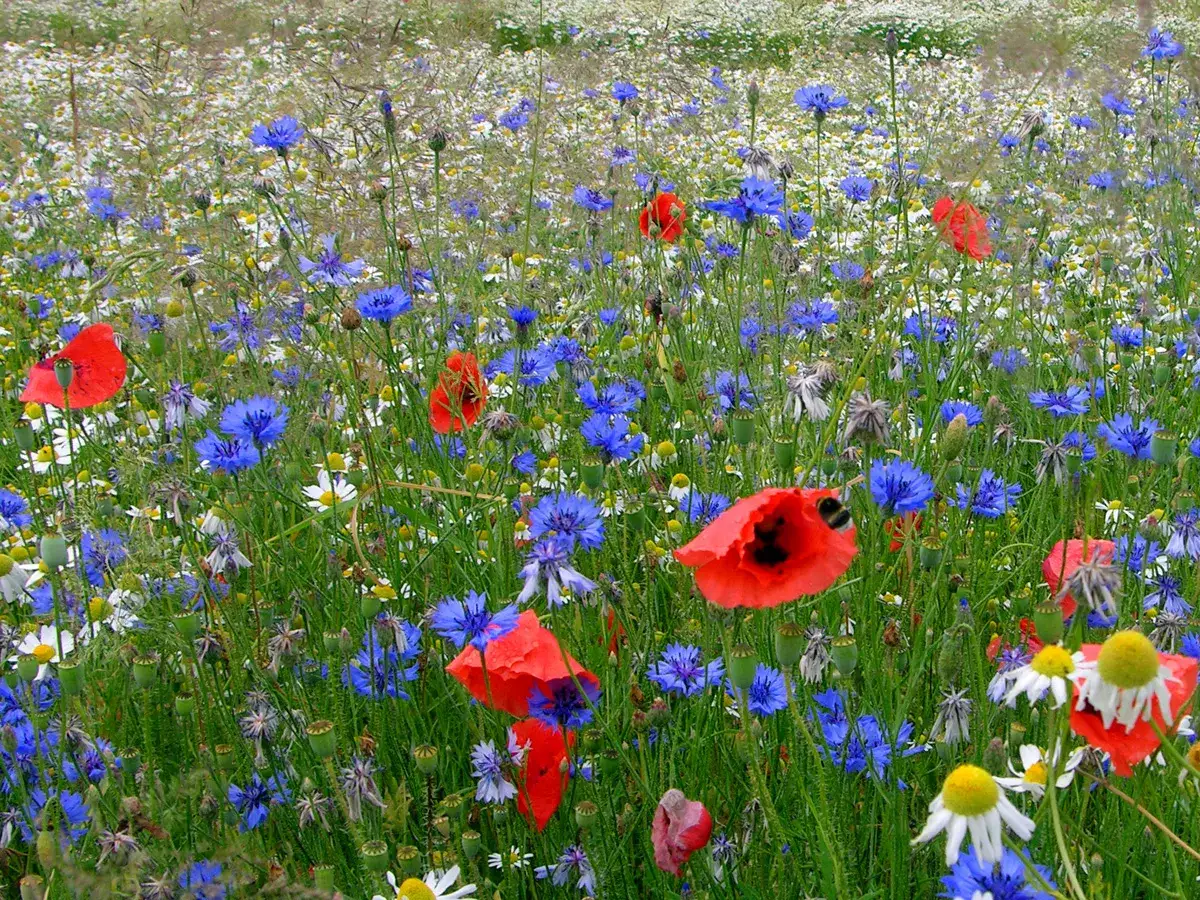 Łąka pełna chabrów i maków, narodowy kwiat polski, wśród białych stokrotek.
