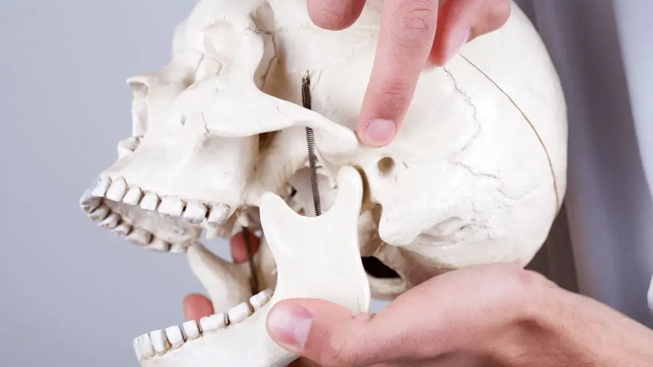 Palec wskazuje staw skroniowo żuchwowy, który może być przyczyną bólu. Model czaszki pokazuje jego budowę.