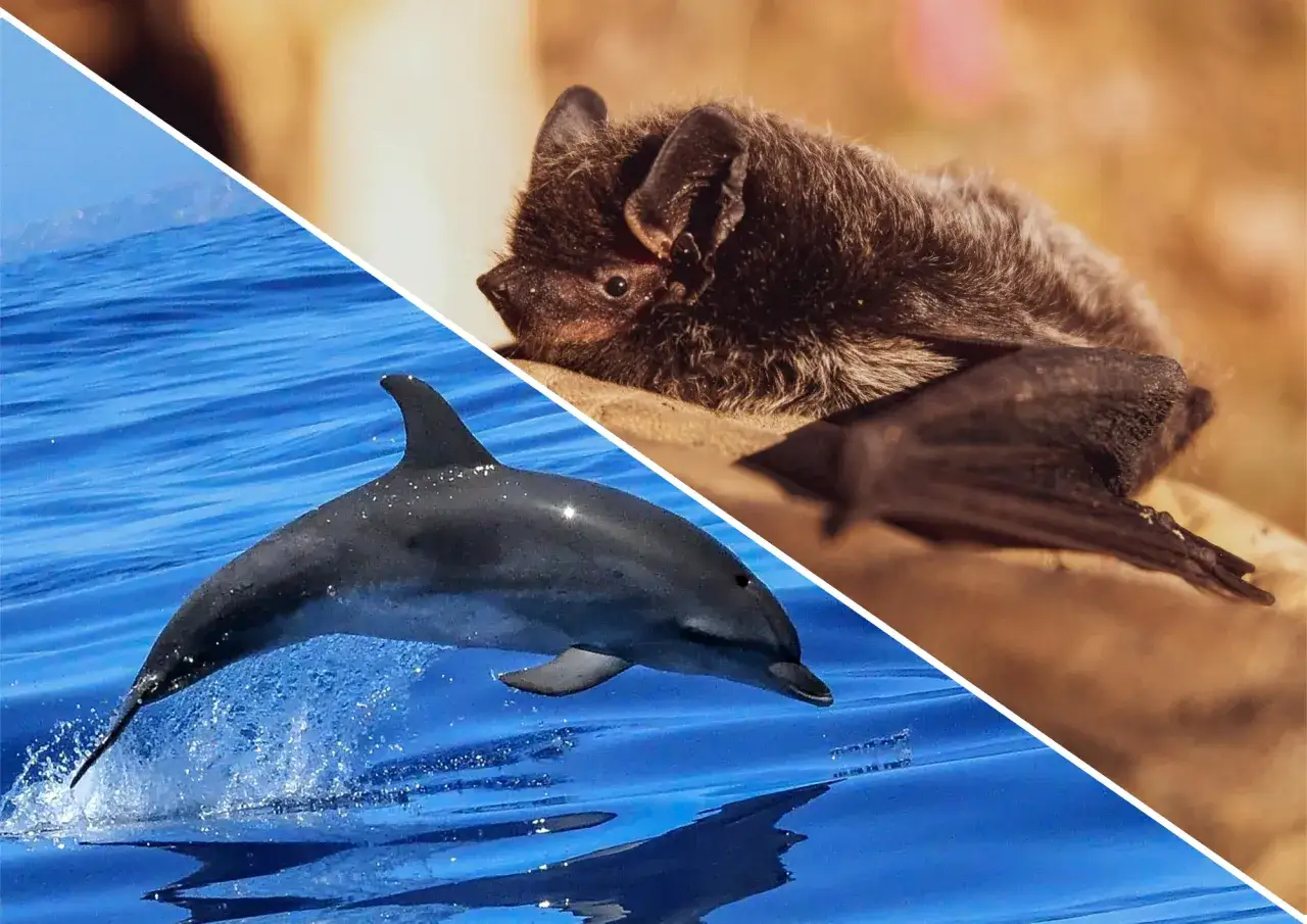 Delfin w wodzie i nietoperz na lądzie – oba wykorzystują echolokację do orientacji.