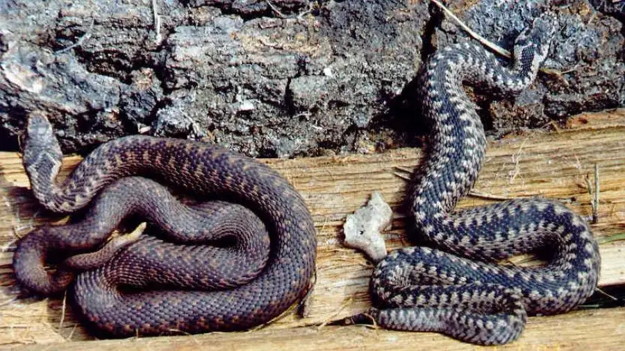 Żmija zygzakowata z wyraźnym zygzakiem na grzbiecie