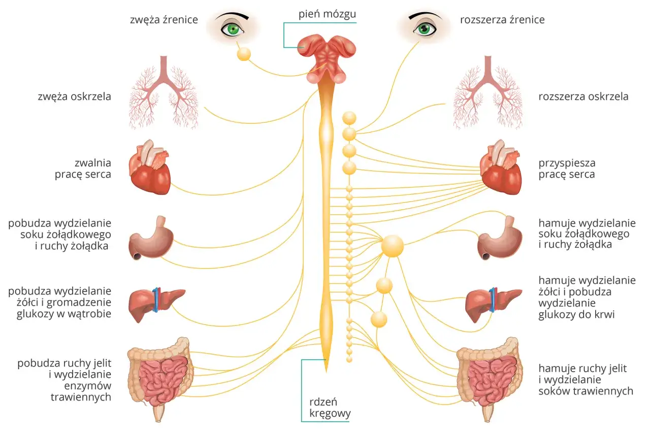 schemat podziału układu nerwowego ośrodkowy obwodowy funkcjonalny