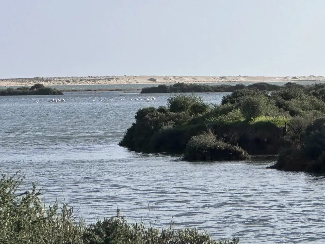 Flamingi w Parku Naturalnym Ria Formosa