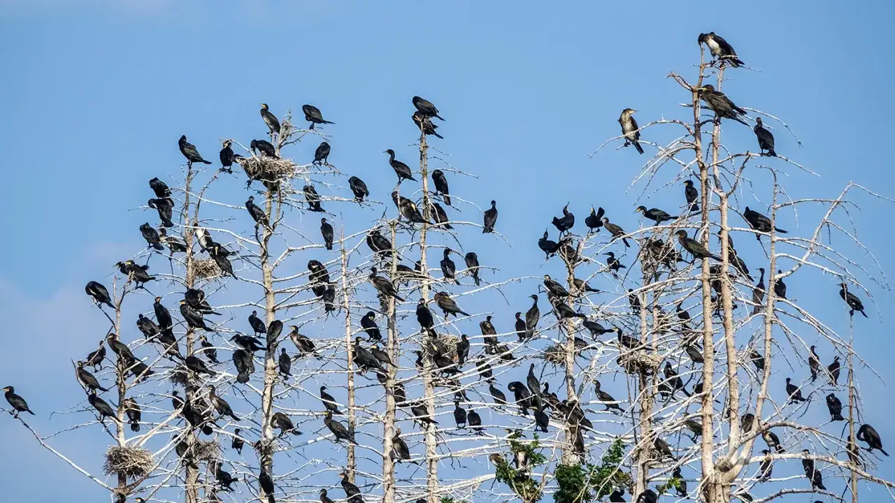 Rezerwat Kormoranów Kąty Rybackie wieża widokowa