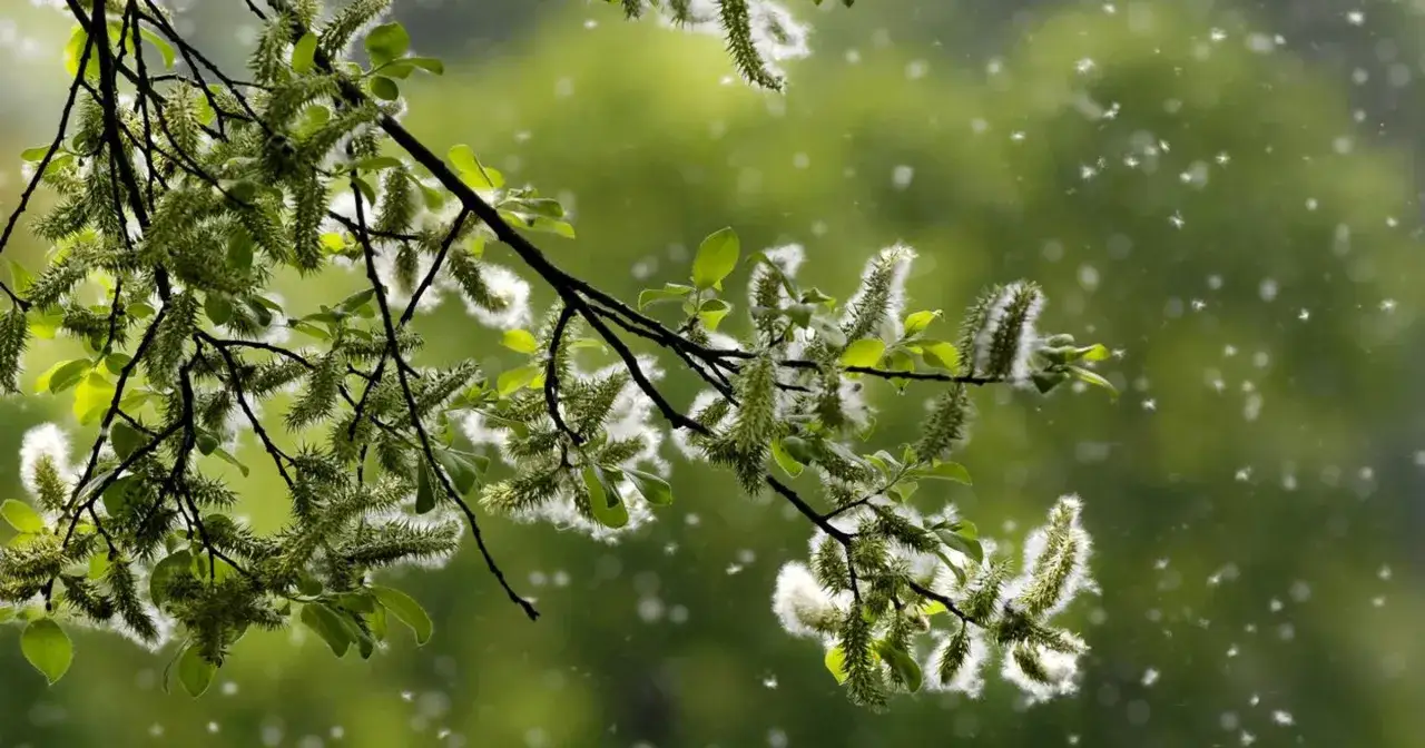 Gałąź drzewa z zielonymi liśćmi i puszystymi, zielono-białymi kotkami, unoszą się białe kłaczki, kiedy pyli lipa.