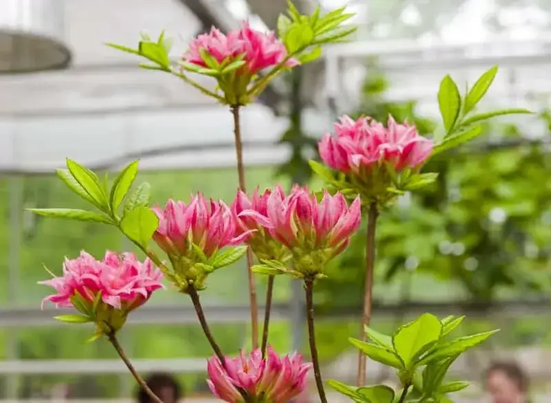 azalia kwitnąca różne odmiany