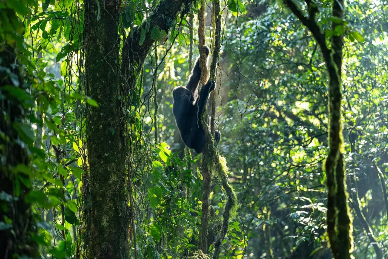 Gdzie żyją goryle? W gęstym, zielonym lesie deszczowym, gdzie młody goryl wspina się po pnączach.