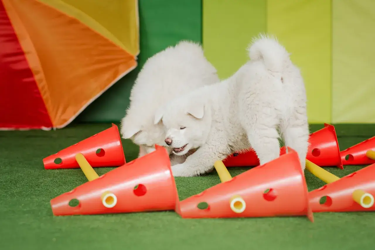 Dwa białe szczenięta Akity bawią się wśród czerwonych pachołków. Czy Akity są agresywne? Te maluchy pokazują, że niekoniecznie!