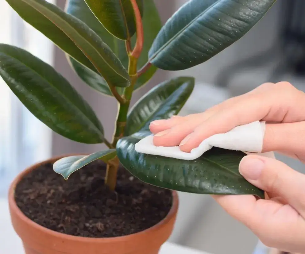 roślina doniczkowa czyszczenie liści