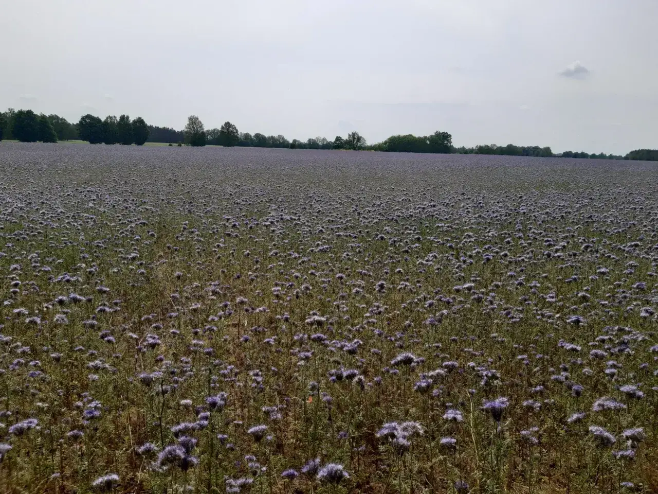 pole facelii błękitnej kwitnącej