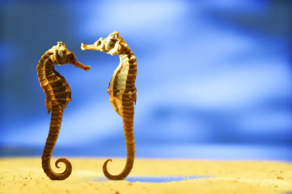 Zdjęcie Czy koniki morskie żyją w Bałtyku? Poznaj zaskakującą prawdę o tych rybach