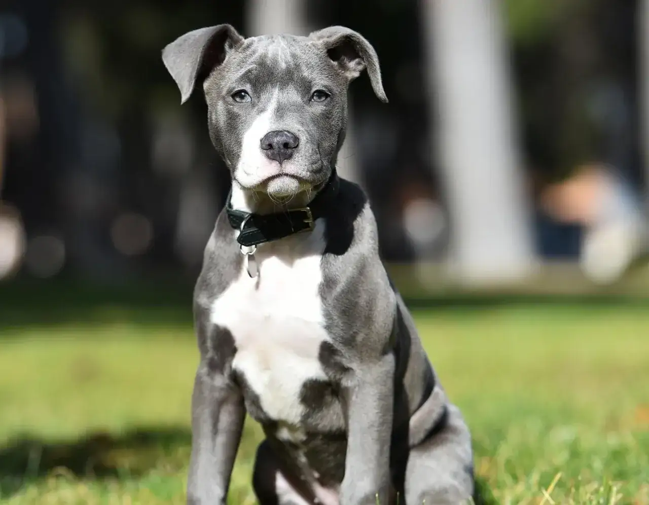 szczeniak amstaff socjalizacja