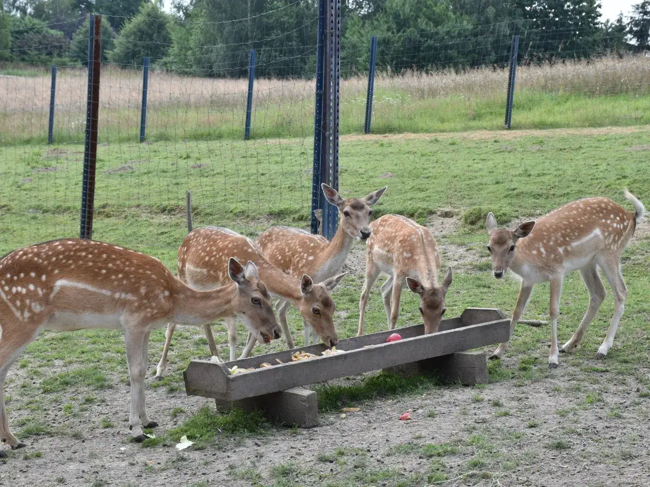 Stado danieli przy karmidle. Widać, że można hodować daniele, gdy zwierzęta są tak spokojne i chętnie jedzą.