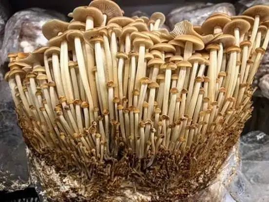 R&oacute;żne formy zarodnik&oacute;w grzyb&oacute;w psylocybinowych: spore print i spore syringe