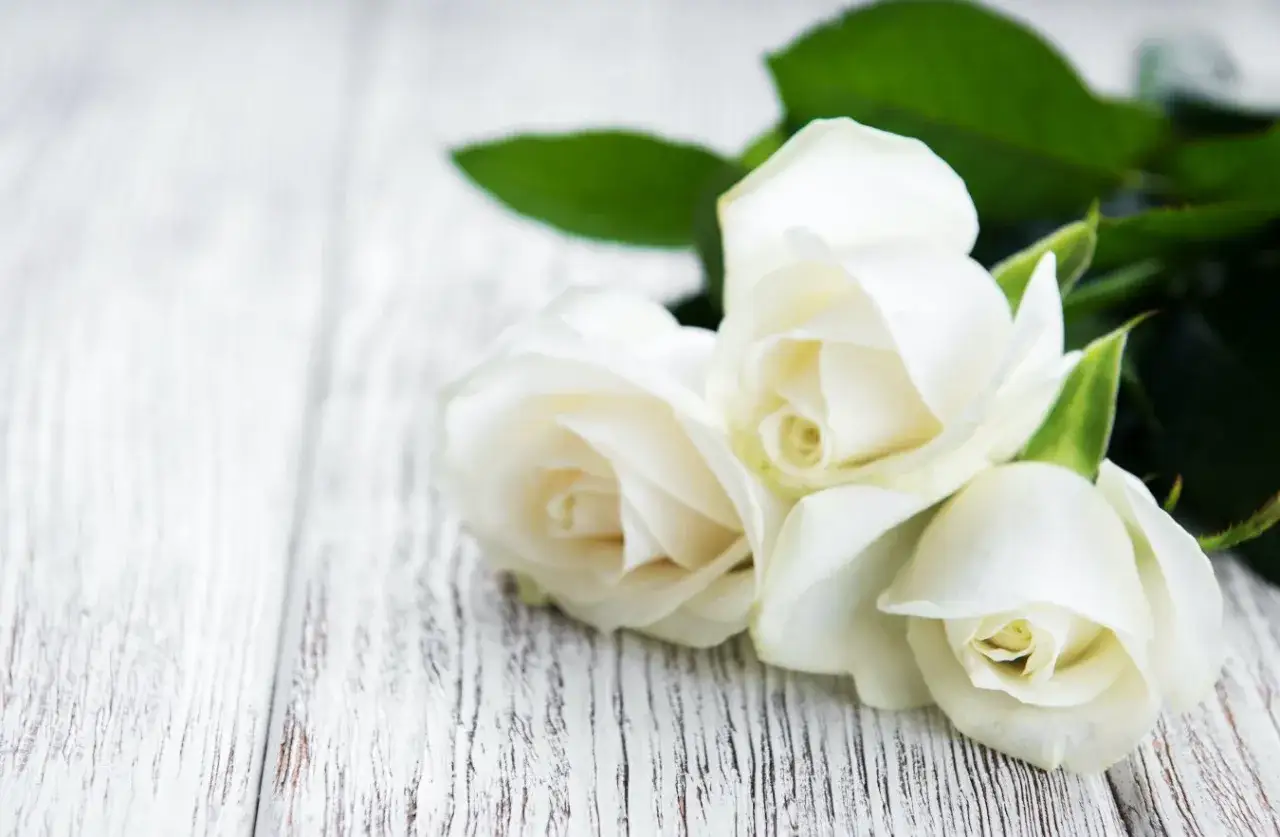 Trzy białe r&oacute;że na drewnianym tle. Biała r&oacute;ża symbolizuje czystość, niewinność i nowe początki.