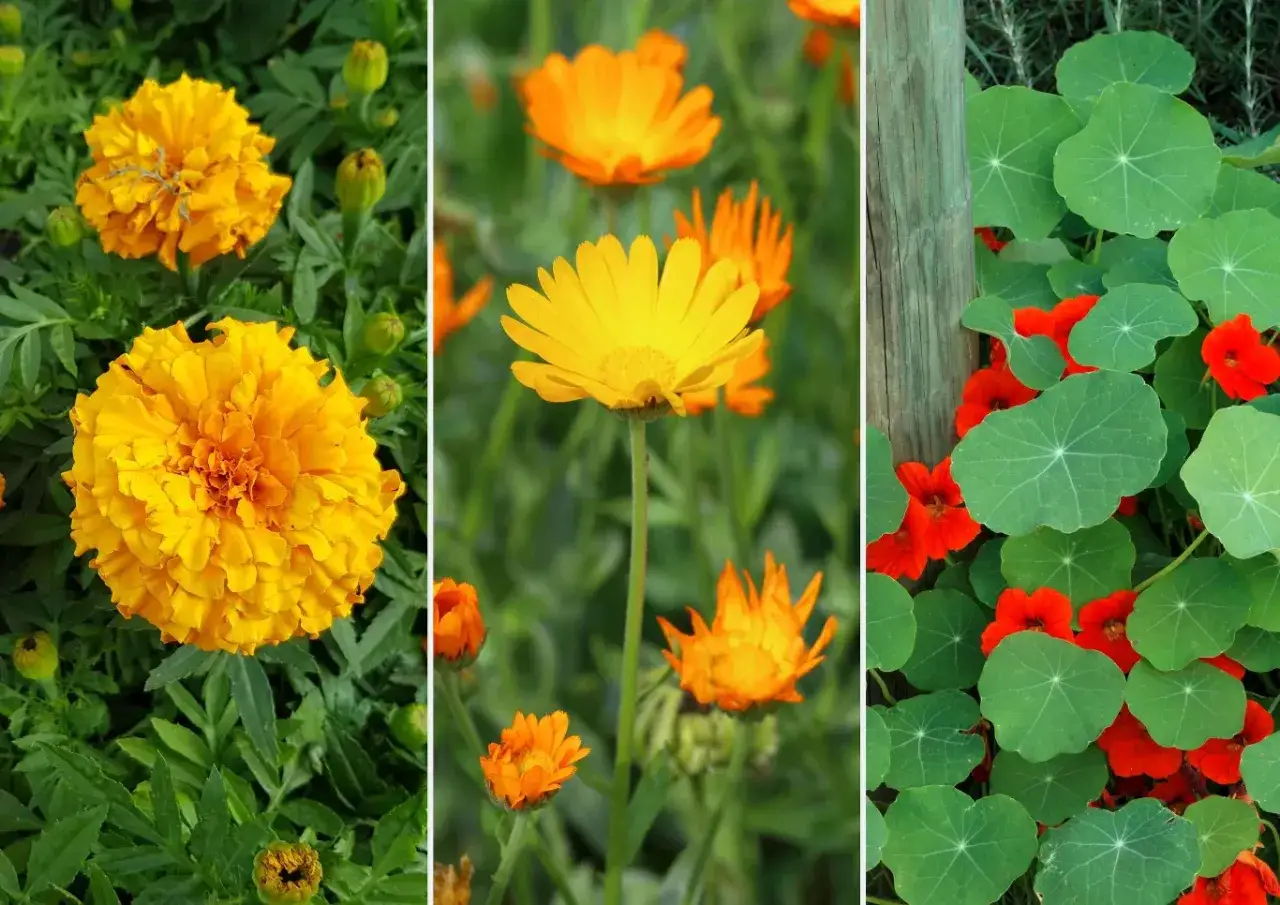 Trzy panele z kwiatami: aksamitki, nagietki i nasturcje. Każdy piękny, żółty lub pomarańczowy plant.