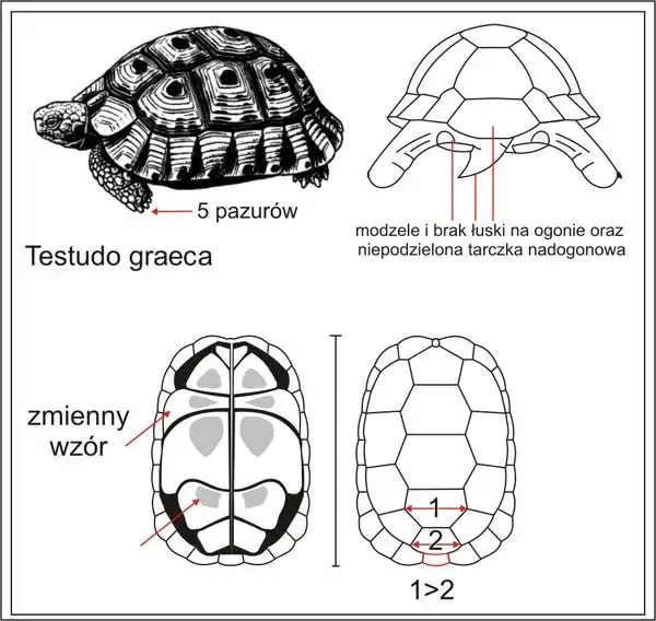 r&oacute;żnice płciowe ż&oacute;łw stepowy grecki