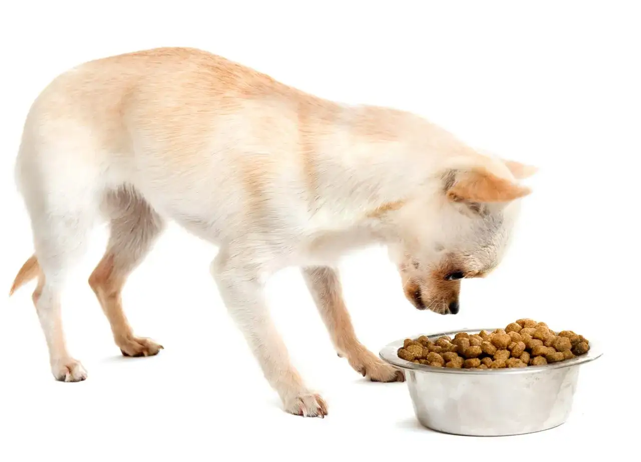 Chihuahua wącha miskę pełną karmy. Zastanawia się, ile gram karmy dla psa zje dzisiaj.