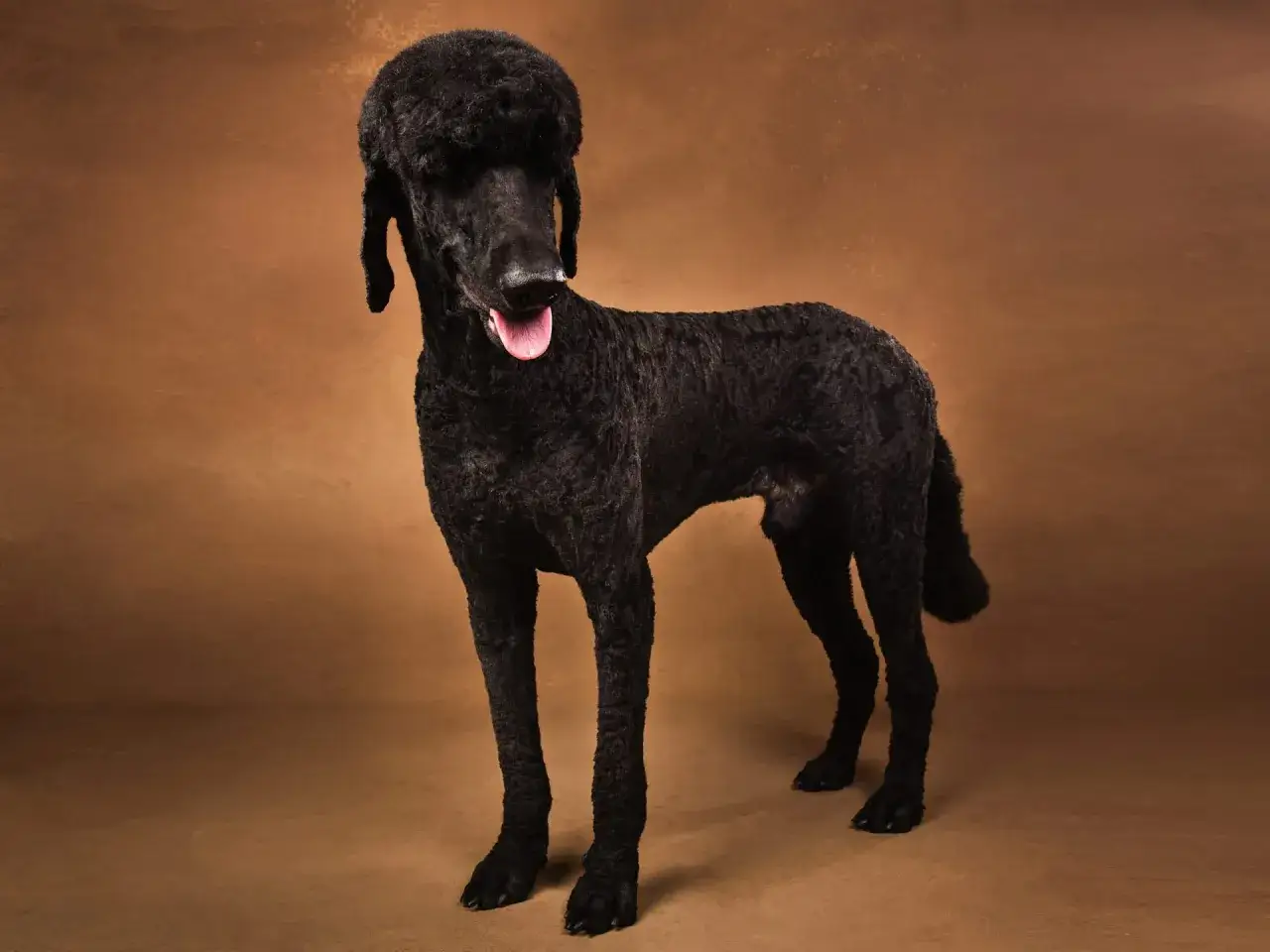 Czarny pudel duży wzrost, z charakterystyczną fryzurą i wyrazem pyska, prezentuje się elegancko na brązowym tle.