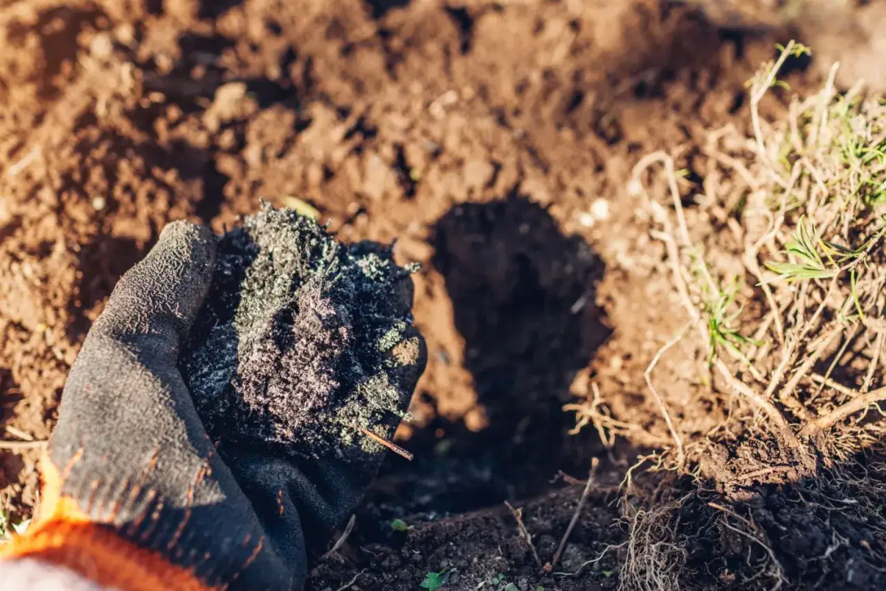 Rękawica trzyma grudkę wilgotnego popiołu drzewnego, gotową do użycia jako nawóz w ogrodzie.