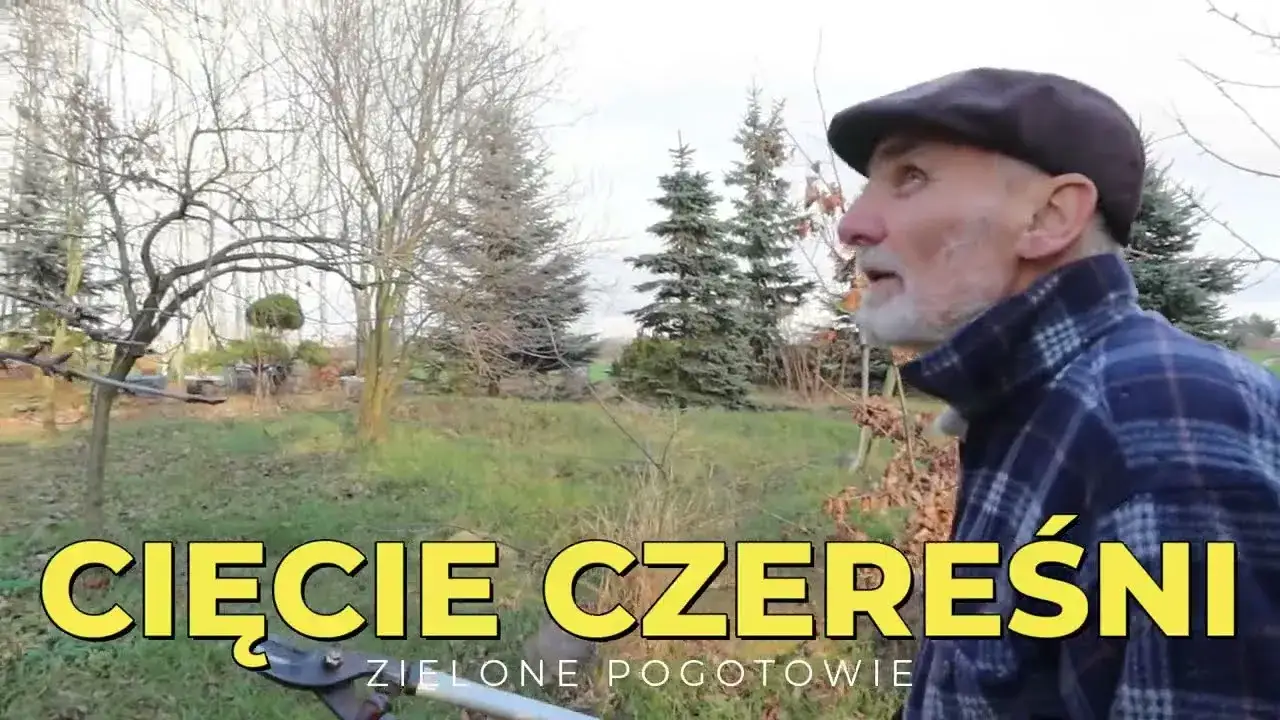 Zdjęcie Jak przycinać czereśnie, aby uniknąć błędów i poprawić plony