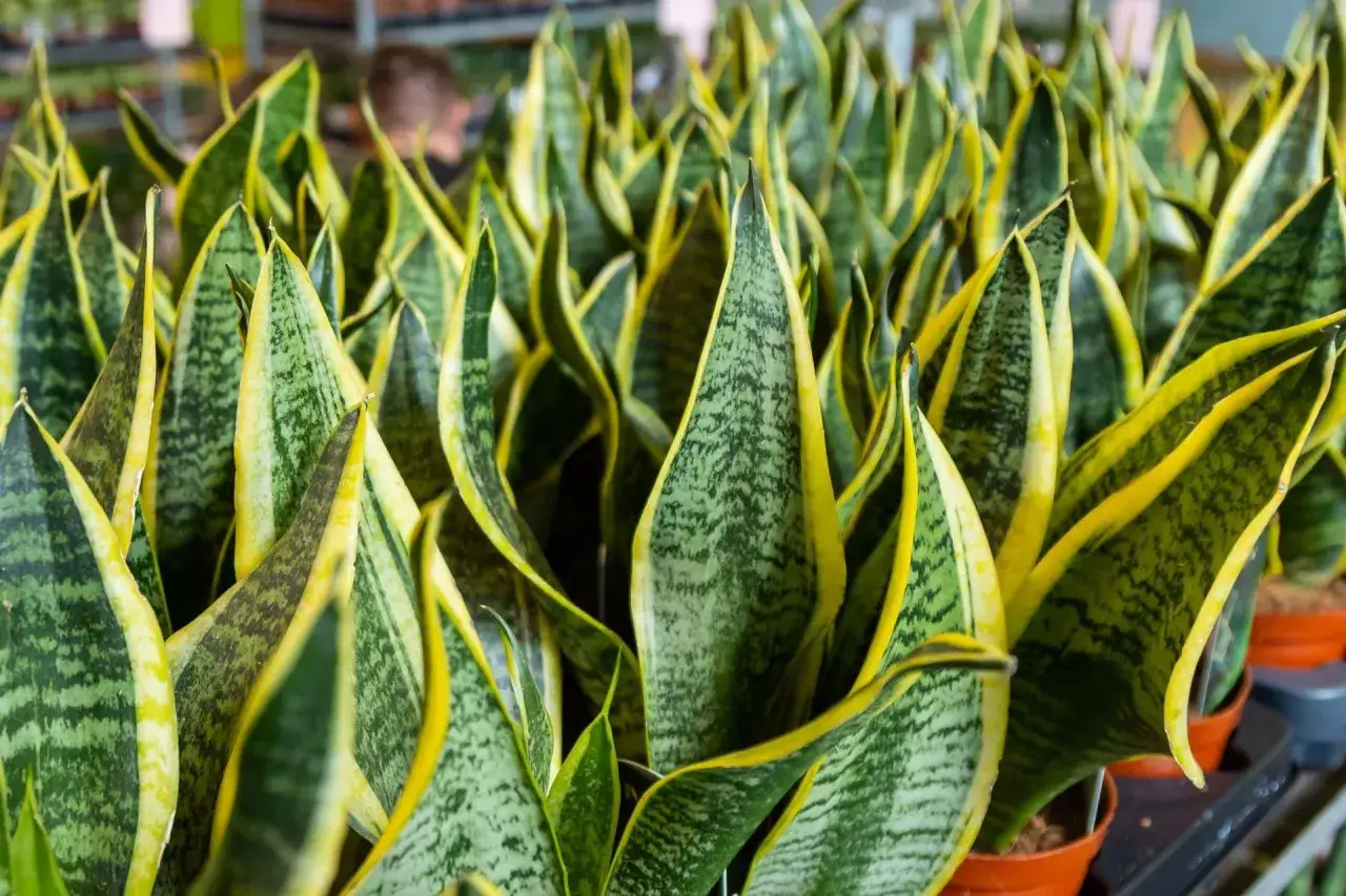 Sansewieria, znana też jako język teściowej, ma długie, mieczowate liście z zielonymi i ż&oacute;łtymi pasami.