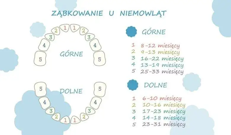 schemat wyrzynania zęba mlecznego