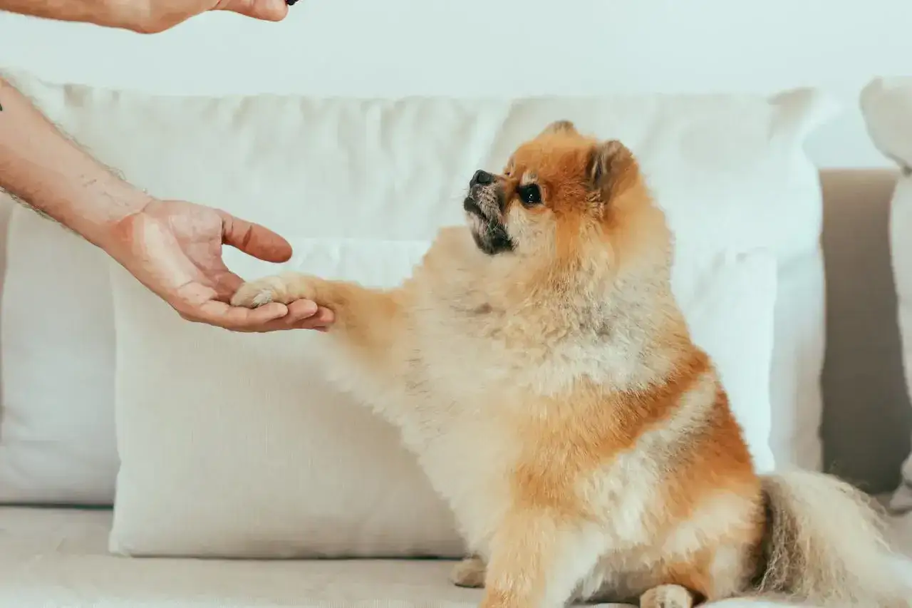 Pomeranian, jedna z najdroższych ras psów, podaje łapę.