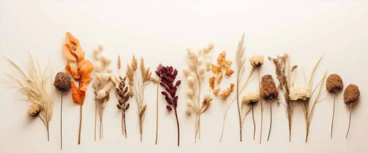 najlepsze kwiaty do suszenia w ramce