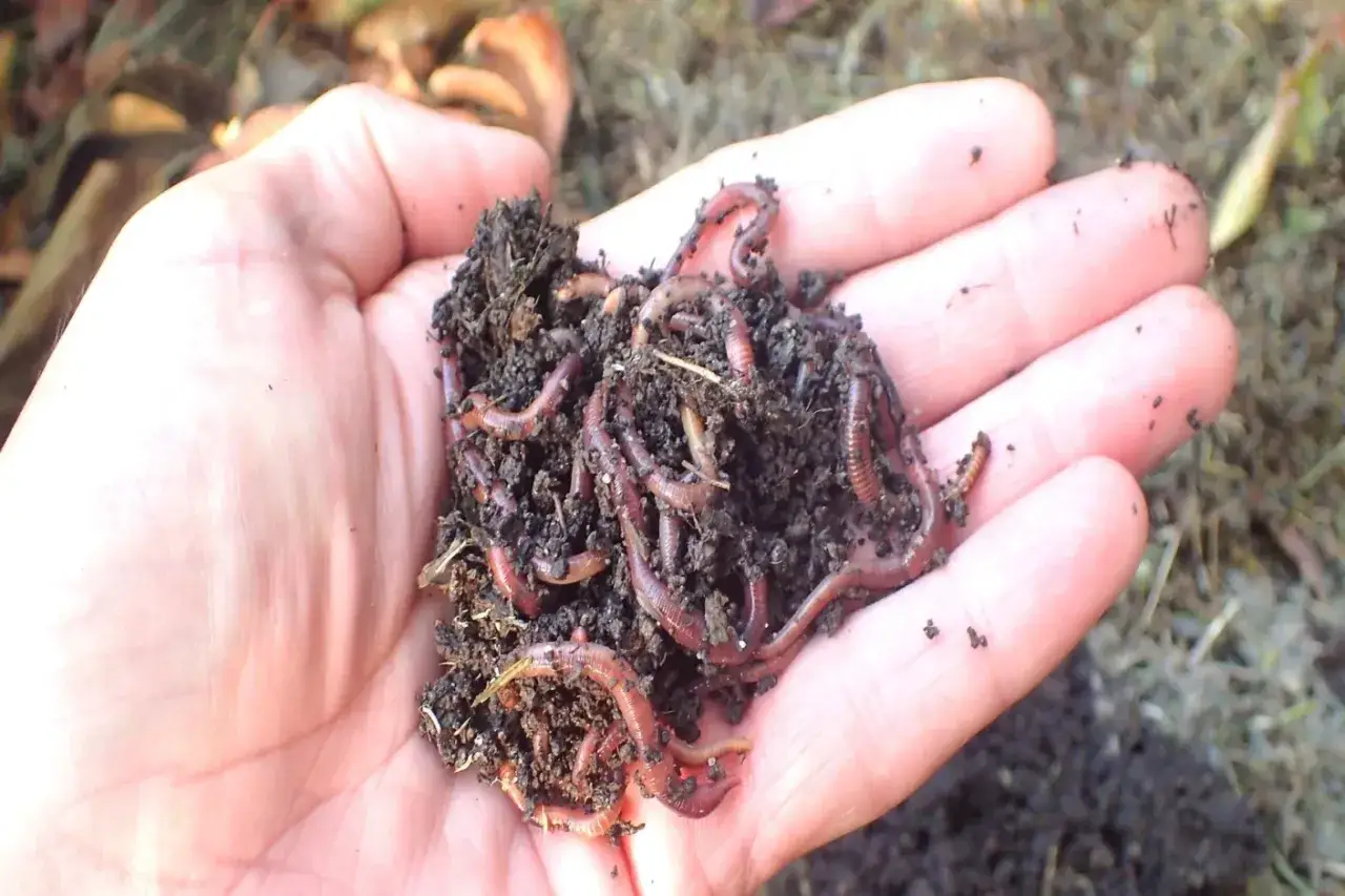 Garść dżdżownic kalifornijskich w dłoni, dowód na to, jak szybko rozmnażają się te pożyteczne stworzenia.