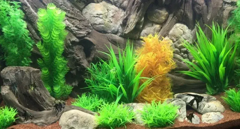 rodzaje tła akwarystycznego