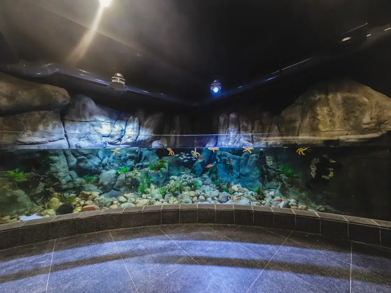 Wielki zbiornik z rybkami i rozgwiazdami, idealny do porównania, które lepsze oceanarium gdańsk czy gdynia.