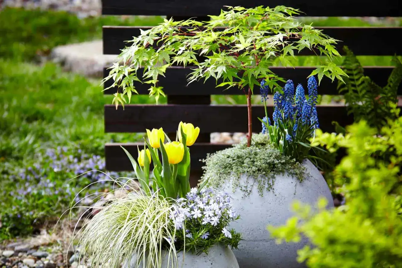 Piękne ogrodowe inspiracje zr&oacute;b to sam: klon japoński, ż&oacute;łte tulipany i niebieskie hiacynty w betonowych donicach.