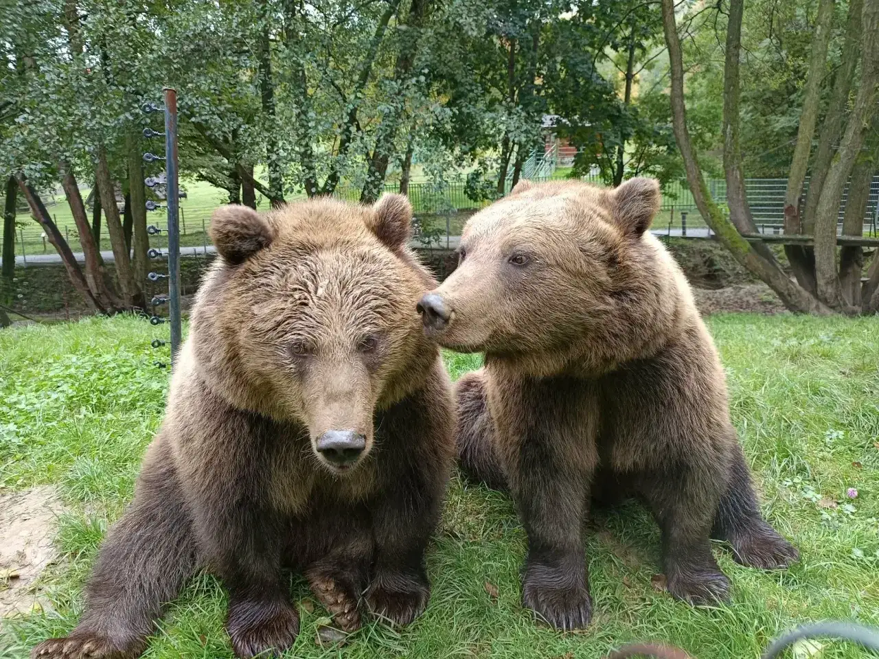 Dwa niedźwiedzie siedzą na trawie. Czy w Karpaczu są niedźwiedzie? Tak, te dwa są w ośrodku rehabilitacji.