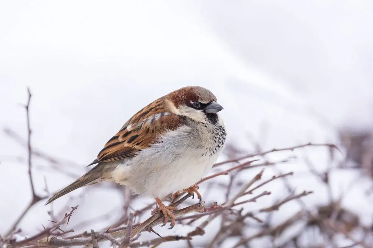 Wr&oacute;ble zimą w Polsce, wr&oacute;bel na śniegu