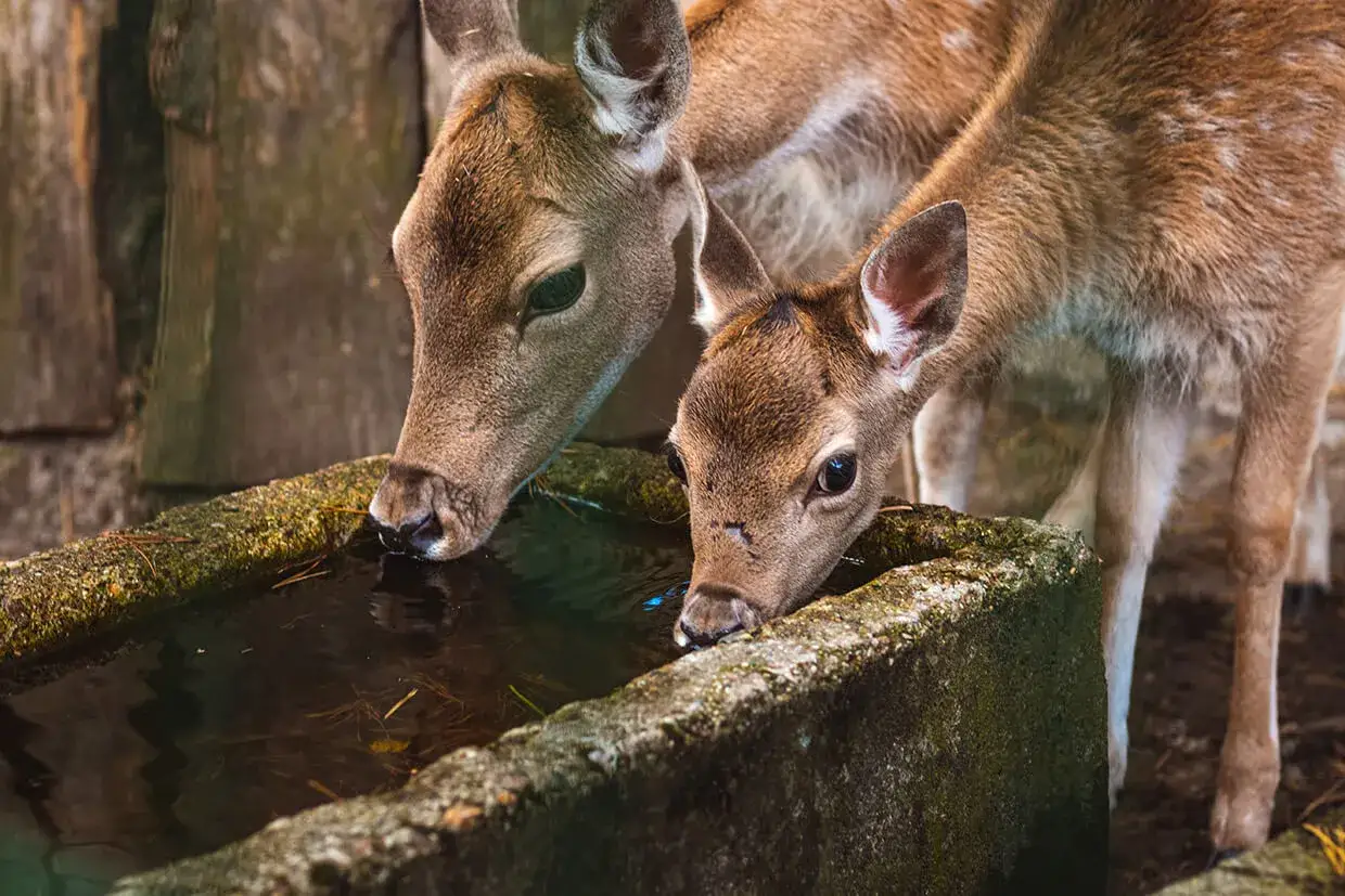 Dwa młode jelonki piją wodę z kamiennego koryta w zoo w Gdańsku.