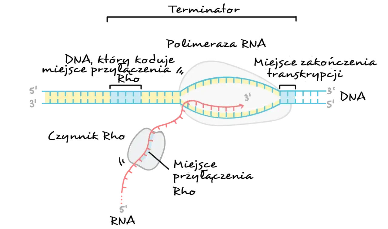 Schemat transkrypcji DNA na RNA