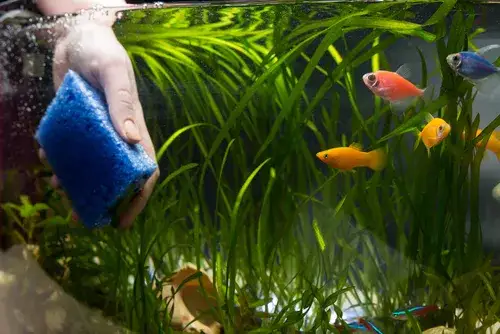 Zdjęcie Jak czyscić akwarium z rybkami i uniknąć problemów z ich zdrowiem