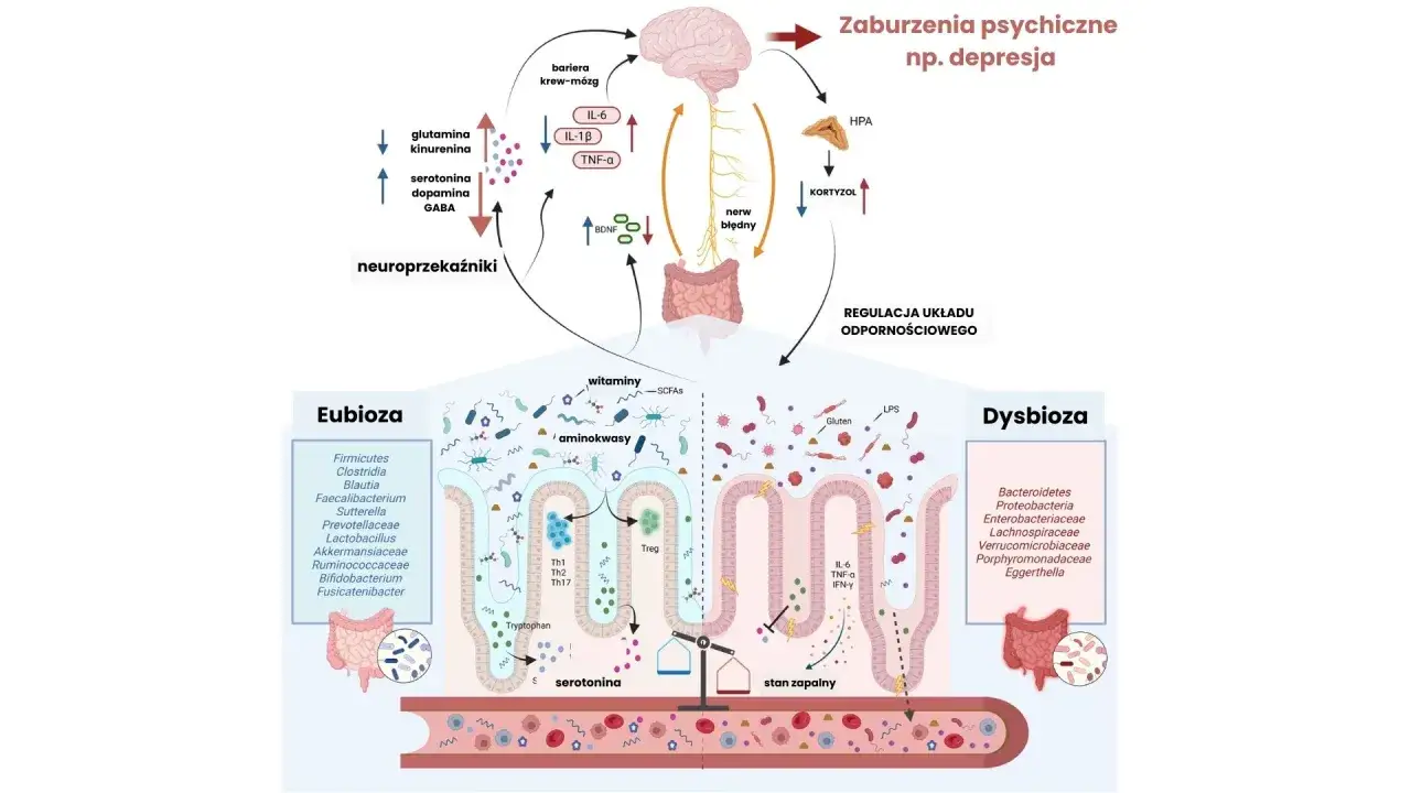 schemat funkcji mikrobioty jelitowej